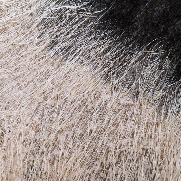 pelliccia di maiale domestica
 - Foto, immagini