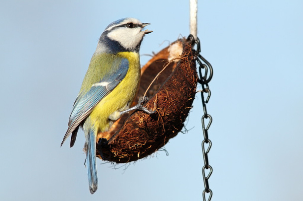 pequeño pájaro de jardín en alimentador
 - Foto, imagen