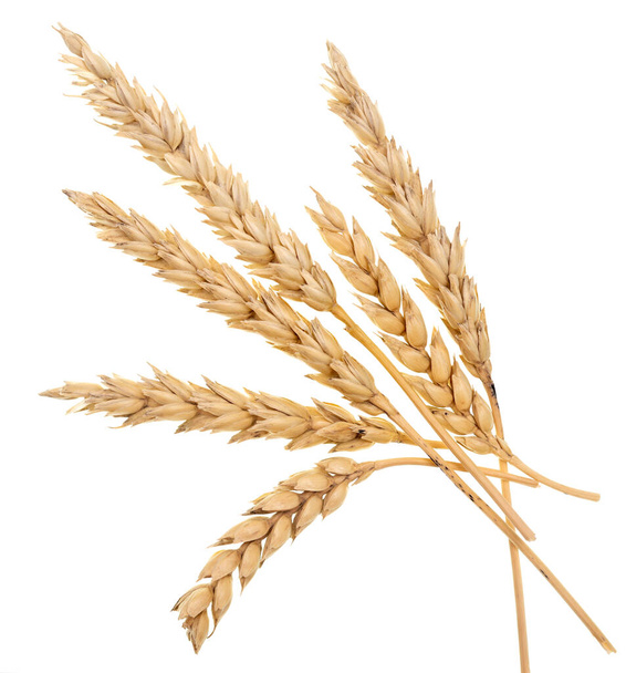 Weizen isoliert auf weißem Hintergrund - Foto, Bild