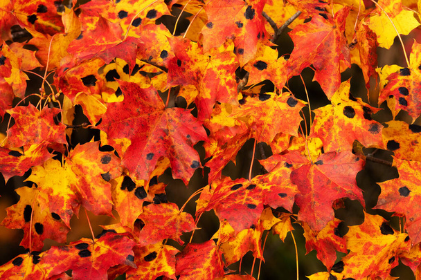 Heldere rode Noorse esdoorn, Acer platanoides bladeren met schimmelziekte Teervlek van esdoorn, Rhytisma acerinum in Estland, Noord-Europa. - Foto, afbeelding