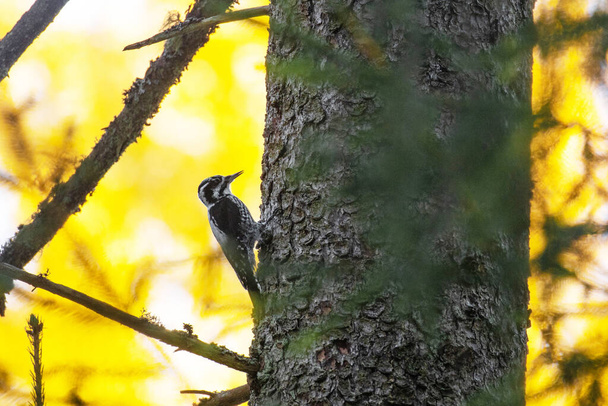European woodland bird Three-toed woodpecker, Picoides tridactylus on a spruce trunk in an old-growth forest in Estonia. - Photo, Image