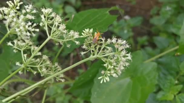 オレンジ色の刺客虫がミカニアに咲く雑草の花. - 映像、動画