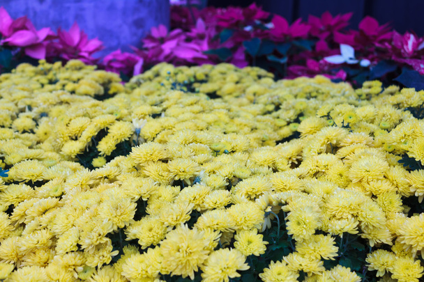 Vue du dessus du chrysanthème jaune
 - Photo, image