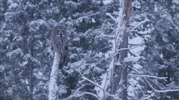 Kuzey Avrupa 'da, Finlandiya' nın soğuk Taiga ormanlarında kar fırtınası sırasında karlı bir ağaçta oturan büyük gri baykuş (Strix nebulosa).. - Video, Çekim