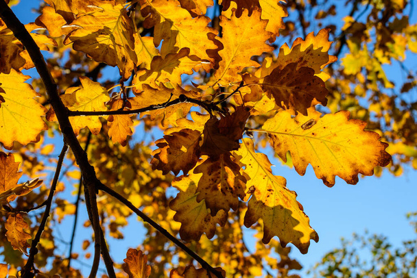 Élénk narancssárga, sárga és barna levelek tölgyfa felé tiszta kék ég a kertben egy napsütéses őszi napon, gyönyörű szabadtéri háttér fényképezett lágy fókusz - Fotó, kép