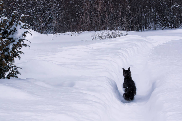 Jeune chat actif noir et blanc marchant dans la neige. - Photo, image