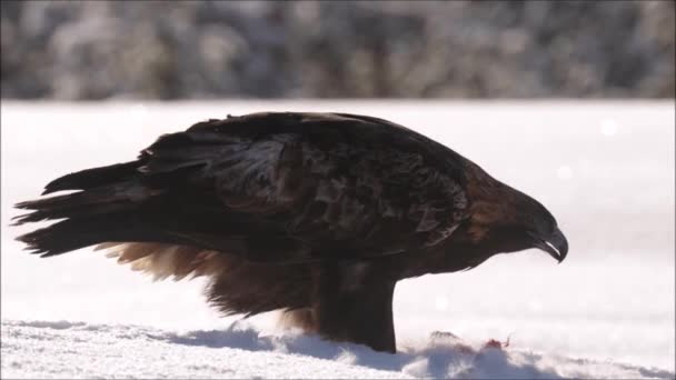 Een grote steenarend (Aquila chrysaetos) die zich voedt met een dood berghaas tijdens een strenge en koude winterse dag in het Finse taiga bos bij Kuusamo. - Video