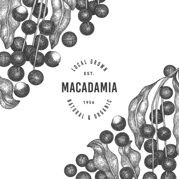 Hand drawn macadamia branch and kernels design template. Organic food vector illustration on white background. Retro nut illustration. Engraved style botanical banner. - Wektor, obraz