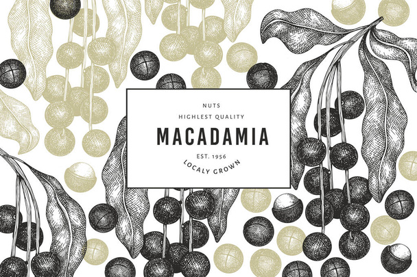 El yapımı Macadamia dalı ve çekirdek dizayn şablonu. Beyaz arka planda organik gıda vektör illüstrasyonu. Retro fındık çizimi. İşlenmiş stil botanik afişi. - Vektör, Görsel