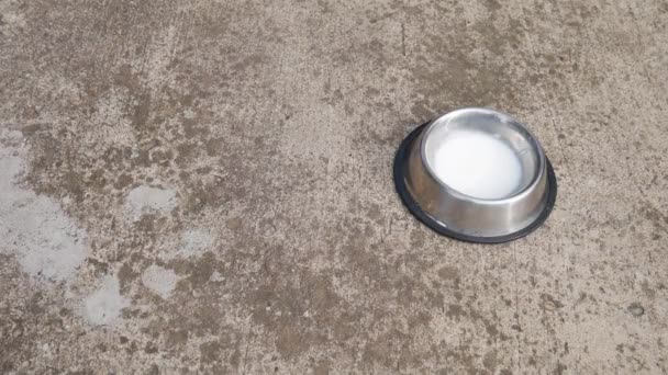 The cat comes to the bowl with the milk and drinks it. - Footage, Video