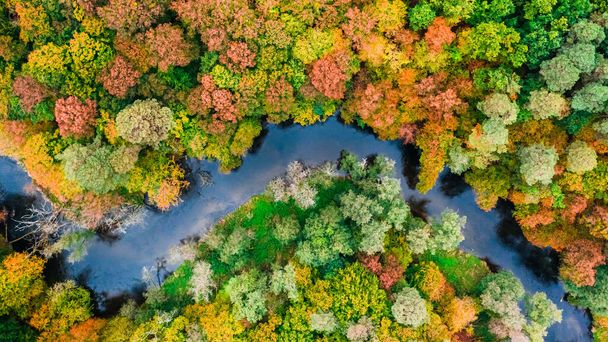 Top down view of small river and colorful autumn forest, Poland - Foto, Imagem