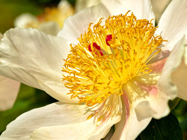 Zbliżenie biały chiński kwiat piwonii (Paeonia lactiflora) z jego wielkim żółtym sercem  - Zdjęcie, obraz