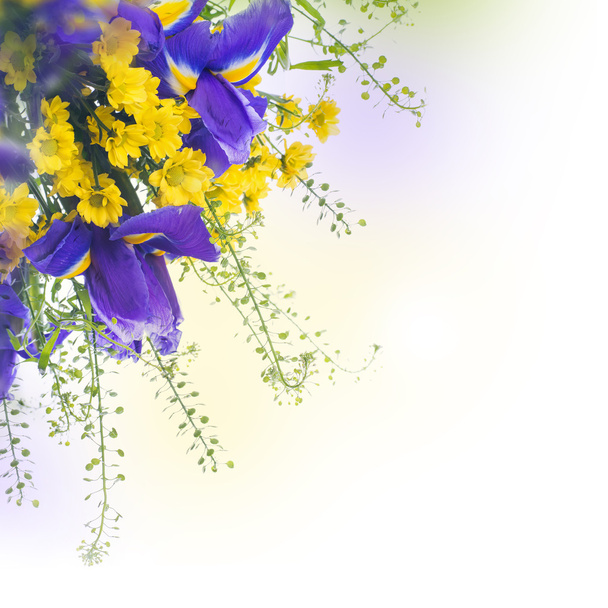 Blue irises with yellow daisies - Foto, imagen