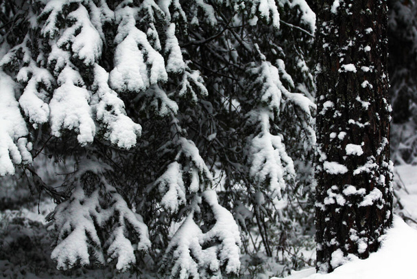 Spruce trunks and branches covered with white snow and frost - Foto, afbeelding
