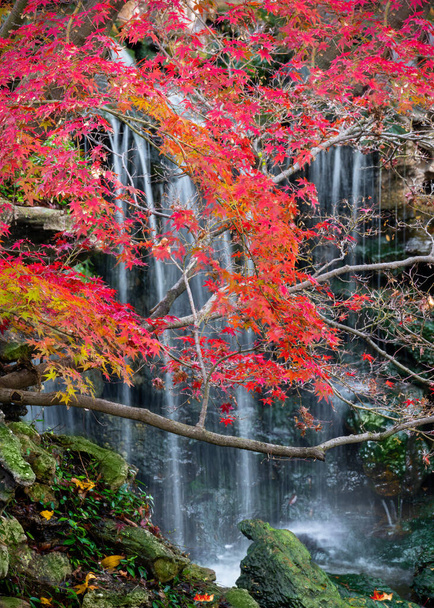Herfst Loof in de Japanse Tuin - Foto, afbeelding