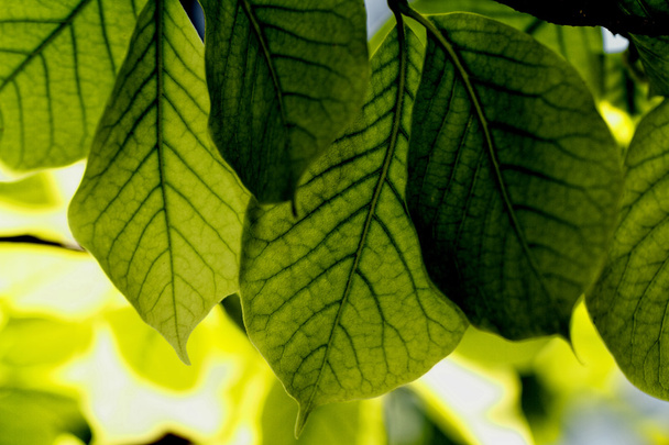 Green leaves - Foto, Bild