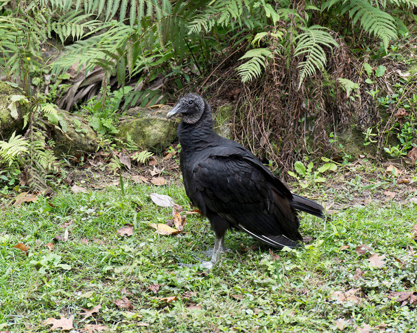 Fekete keselyű közelről bolyhos toll tollazat, fekete tollazat környezetében és élőhelyén a lombozat háttér. - Fotó, kép