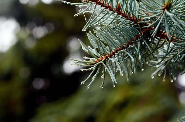 Blue spruce branch with water drops close up - Photo, Image