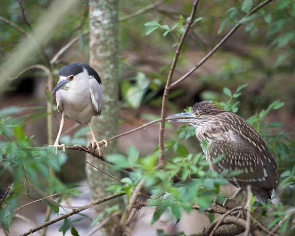 Black crowned Night-heron adult bird and juvenile bird close-up perched and displaying its plumage, head, beak, eye, and enjoying its habitat and environment with a blur background. - Foto, Imagem