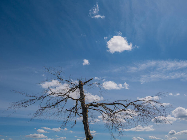 Ein toter Baum mit einem sehr schönen Himmel im Hintergrund - Foto, Bild