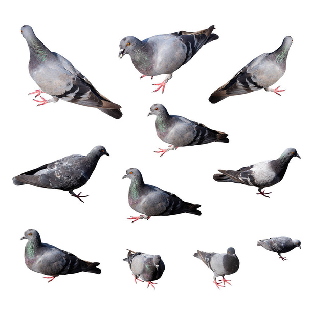 Set of pigeons isolated on white background. Object with clipping path - Photo, Image