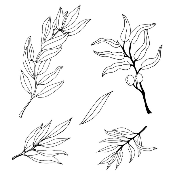 Set of leaves, branches and flowers of eucalyptus. Eucalyptus branch hand drawn botanical illustration. Eucalyptus leaves and flowers on a white background. Vector sketch illustration.  - Vecteur, image