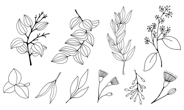 Set of leaves, branches and flowers of eucalyptus. Eucalyptus branch hand drawn botanical illustration. Eucalyptus leaves and flowers on a white background. Vector sketch illustration.  - Вектор,изображение