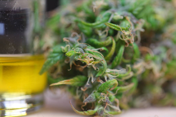Medical marijuana . cannabis indica. cbd oil  . hemp buds - Zdjęcie, obraz
