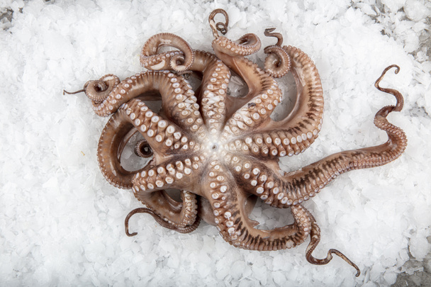 Rauwe Octopus op besneeuwde toonbank in een winkel. Biologische zeevruchten.  - Foto, afbeelding