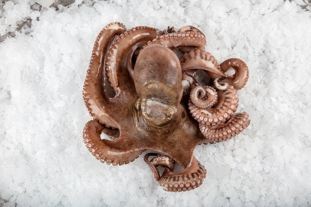 Сырой осьминог на снежном прилавке в магазине. Органические морепродукты.  - Фото, изображение