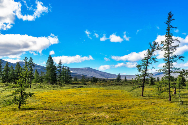 Subpolar tundra coniferous forest and distant mountain range in the Urals on a summer day - Foto, immagini
