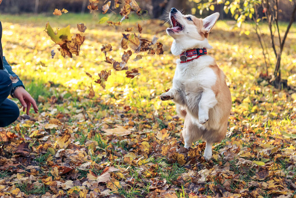 Welsh corgi dog bouncing for flying autumn leaves - Fotografie, Obrázek