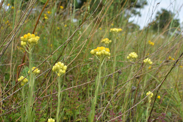 In het wild, de bloei Immortelle (Helichrysum arenarium - Foto, afbeelding