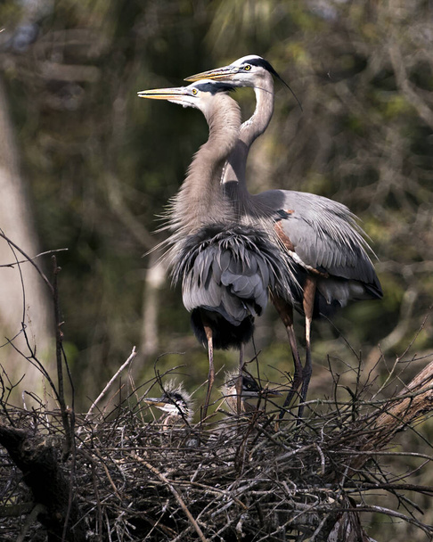 Blue Heron couple close-up profile view with babies on the nest in their environment and habitat with a blur background. - Фото, изображение