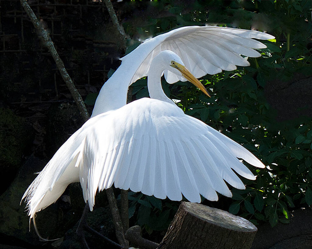 Great White Egret in the water with a reflection displaying white feather plumage, body, spread wing, head, eye, neck, long legs, in its environment and habitat with tree and rock background. Great White Egret Stock Photo. - Fotoğraf, Görsel