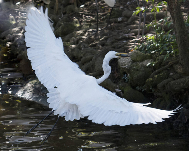 Great White Egret in the water with a reflection displaying white feather plumage, body, spread wing, head, eye, neck, long legs, in its environment and habitat with tree and rock background. Great White Egret Stock Photo. - Photo, image