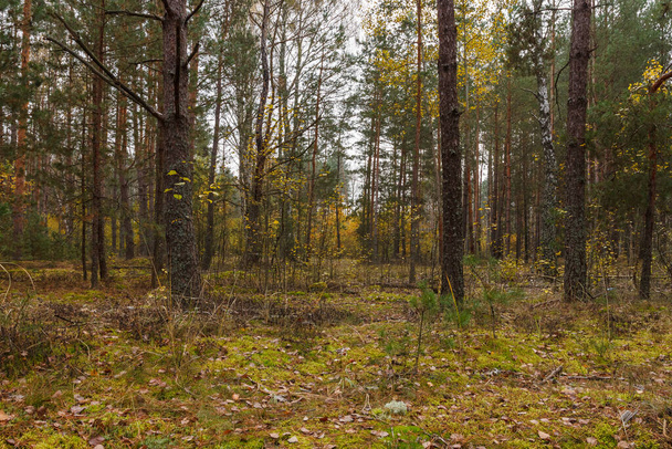 Jehličnatý les v zamračený den. Podzimní les se žlutými listy - Fotografie, Obrázek