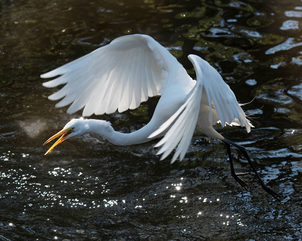 Great White Egret in the water with a reflection displaying white feather plumage, body, spread wing, head, eye, neck, long legs, in its environment and habitat with tree and rock background. Great White Egret Stock Photo. - Foto, Bild