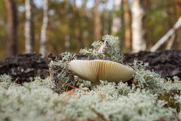 Hermoso hongo silvestre entre el musgo en el bosque de otoño. Pequeña profundidad de campo - Foto, imagen