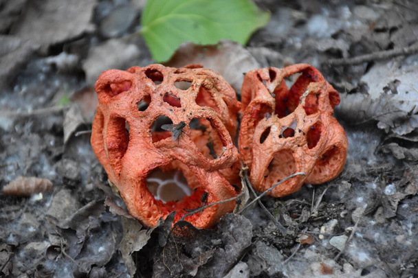Champignon appelé Cage Rouge (Clathrus ruber), souligne son odeur de viande pourrie qui attire les mouches. - Photo, image