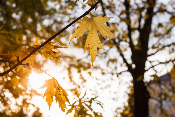 Жовте кленове листя на сонячному світлі
 - Фото, зображення
