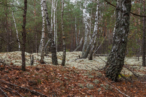 松の森の中の白樺。閉鎖 - 写真・画像