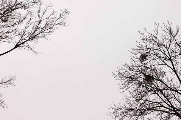 Silhuetas de coroas de árvore em um contexto de céu de outono cinza - Foto, Imagem