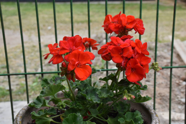 Geranio rojo floreciente en maceta de jardín junto a la cerca. - Foto, imagen