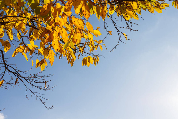 Mavi gökyüzünün arka planında sarı yapraklı ağaç tacının görüntüsü. Alt görünüm - Fotoğraf, Görsel