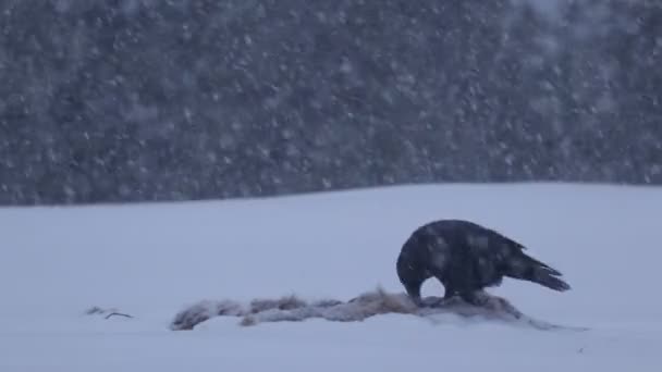 Havran (Corvus corax) krmení na jatečně upraveném těle během chladného, sněhobílého a ponurého zimního dne ve finském lese taiga, severní Evropa. - Záběry, video