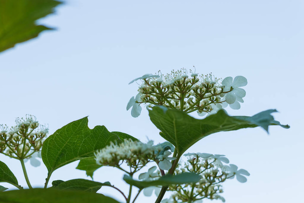 Viburnum-Blütenstände vor blauem Himmel. Geringe Schärfentiefe (DOF)) - Foto, Bild