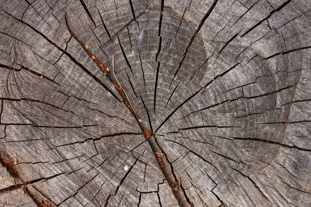 Текстура ломтика дерева. Деревянная текстура. - Фото, изображение