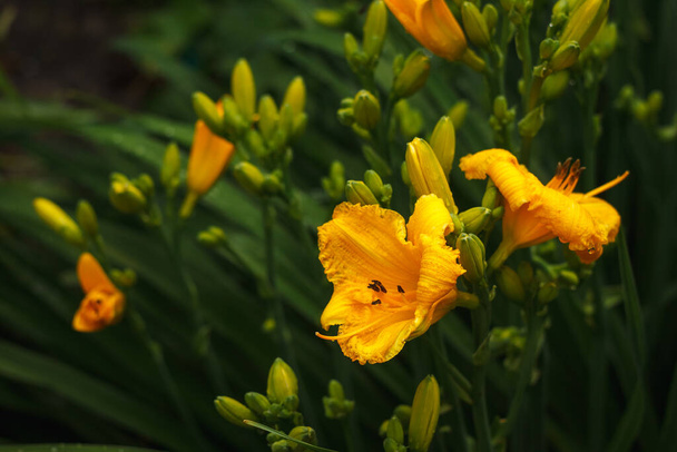 Flor amarela do dia entre a vegetação no jardim - Foto, Imagem