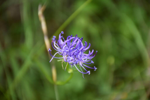 Phyteuma orbiculare flower. Common name round-headed rampion, is a species of perennial herbaceous plant of the genus Phyteuma belonging to the family Campanulaceae. - Photo, Image